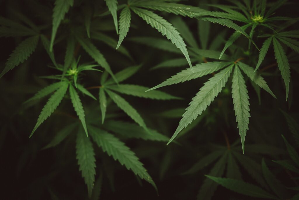 Cannabis leaves