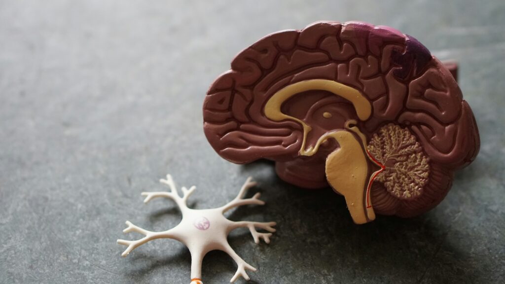 Model of a brain and a neuron